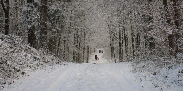 Spaziergnger im Uedemerbrucher Hochwald