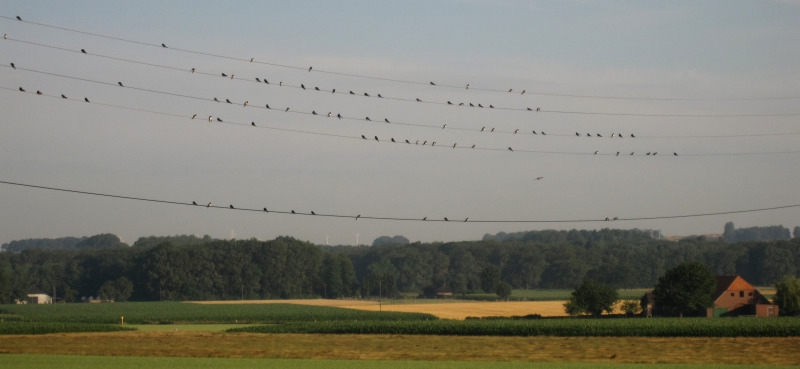 Schwalben in Uedemerbruch