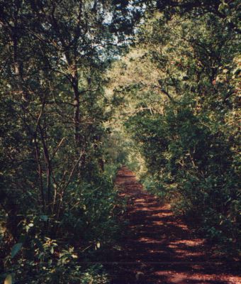 [auf dem Bahndamm in Uedemerbruch]